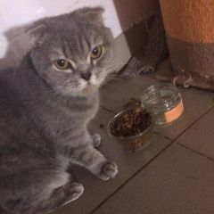 Фото: найдена кошка «Найдена кошка Долгопрудный» в г. Долгопрудный